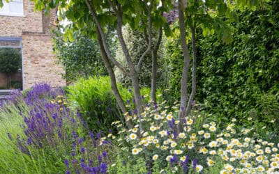 Best Trees for Small Gardens
